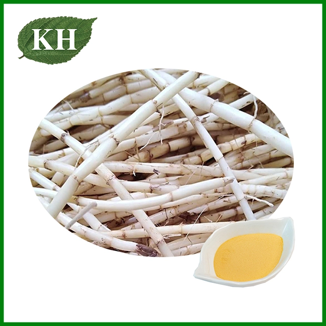 Couch Grass Rhizome Extract